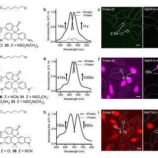 Design Strategies For Developing Cell Permeable Fluorophores A