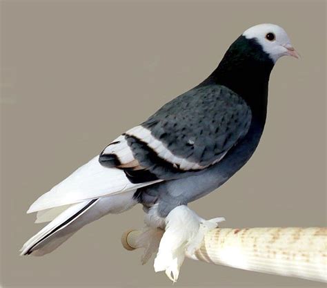 Saxon Monk Pigeon Pictures Encyclopedia Of Pigeon Breeds