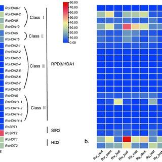 Summary Of Expression Patterns Of The Hdac In Blue And Hat In Red