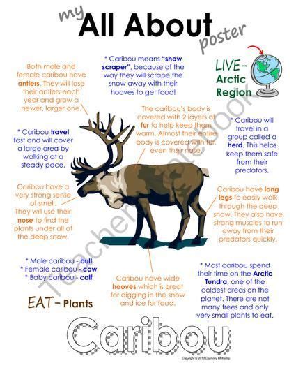 Image Result For Caribou Facts For Kids Polar Animals Artic Animals