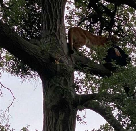 Niño De 3 Años Sobrevive Ataque De Puma En Sur De California