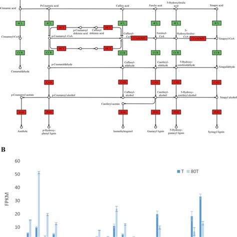 Key Degs In The Cutin Suberin And Wax Biosynthesis A Degs Involved In