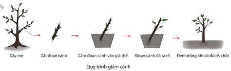 Cách Sử Dụng Thuốc Kích Rễ Khi Chiết Cành Nông Nghiệp Hoa Kỳ