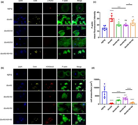 Partial Reprogramming Promotes Redistribution Of Cytoskeleton