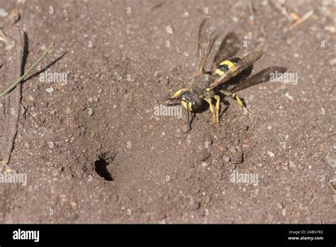 Ornate Tailed Digger Wasp Going Into Nest Hole In Ground Cerceris