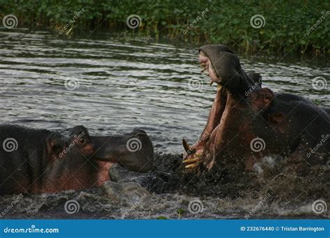 Portrait Of Two Fighting Hippopotamus Hippopotamus Amphibius Playing In