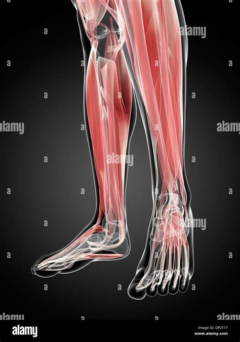 Muscles of the lower leg, artwork Stock Photo - Alamy