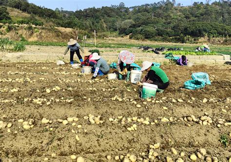 钦州市冬种马铃薯丰产增收钦州广西壮族自治区农业农村厅