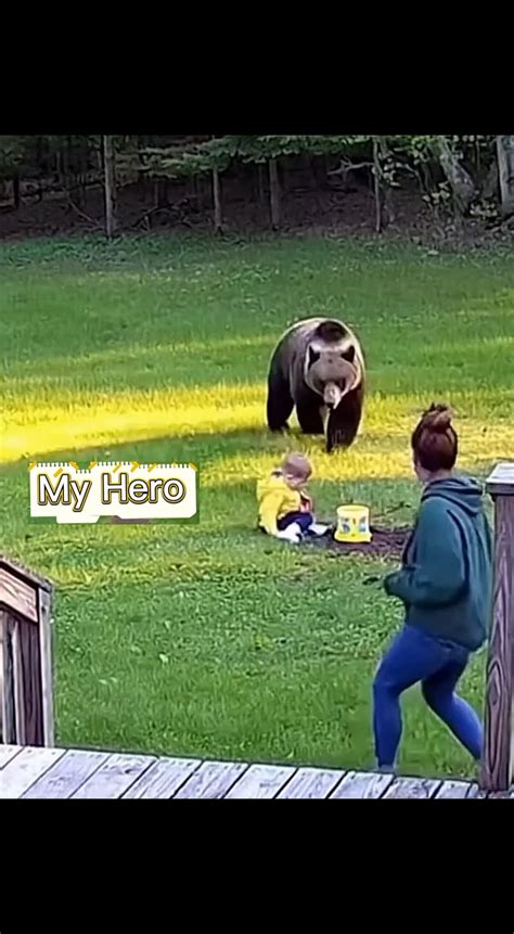 brave cat attacks bears face  real time bear tiger cats