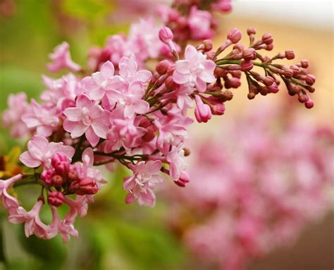 Premium Photo Beautiful Pink Flowers In The Garden