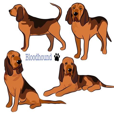 673 Bloodhound Cartoon Royalty-Free Images, Stock Photos & Pictures ...