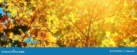 Autumn Orange Maple Leaves Over Blurred Sky Wide Photo Stock Image