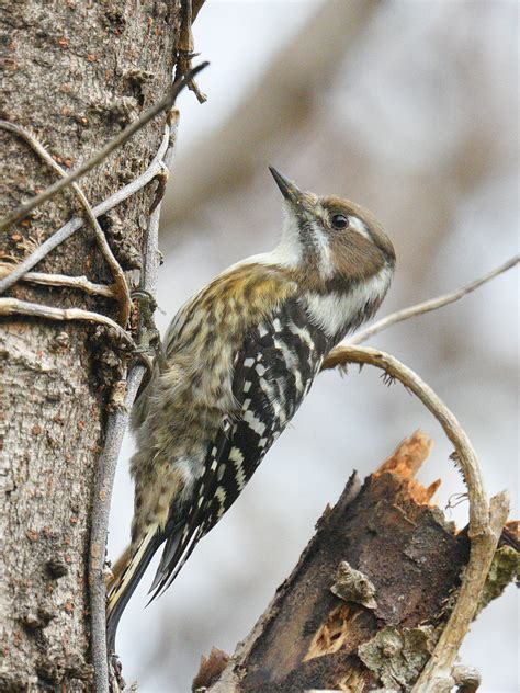 Japanese Pygmy Woodpecker 00011 Subspecies Matsudairai Mi Flickr