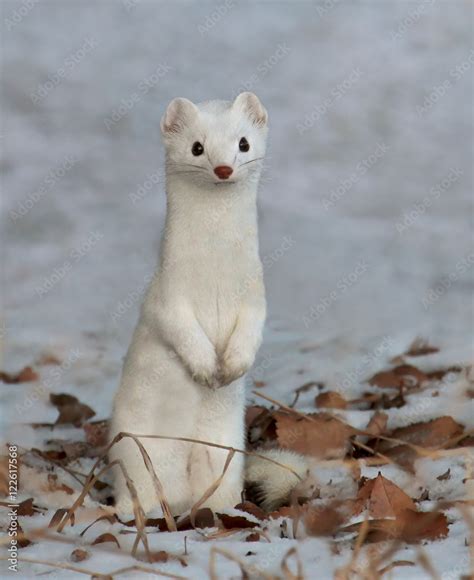 long-tailed weasel (Mustela frenata) in winter coat, at Elbow ...