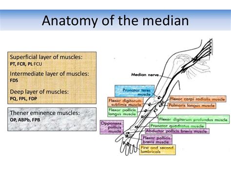 Median nerve injuries