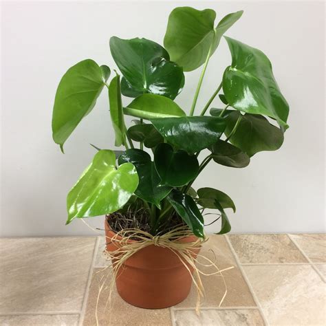 6” Split Leaf Philodendron In La Crosse Wi Cottage Garden Floral