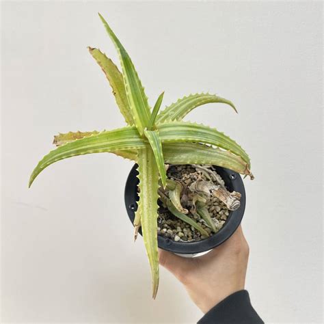 未使用 Pof Aloe arborescens var natalensis variegataアロエアルボレスケンスナタレンシス