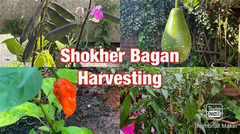 Shokher Bagan October Harvesting Bangladeshi British Vlogger