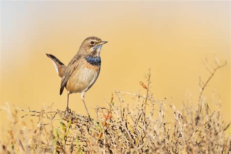 Ruise Or Pechiazul Cyanecula Namnetum Ebird