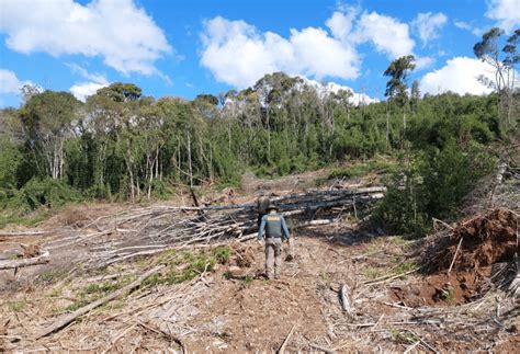 Operação Mata Atlântica em Pé identificou mais de 94 hectares de