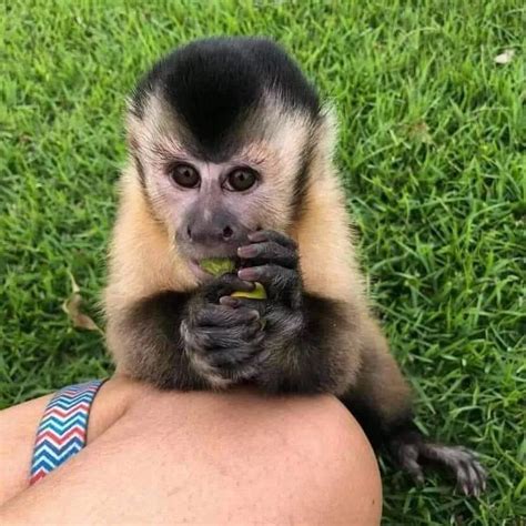 Capuchin Monkey For Sale At Good Prices Trained Health