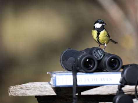 Birdwatching V Gel Beobachten So Gehts Infos Tipps