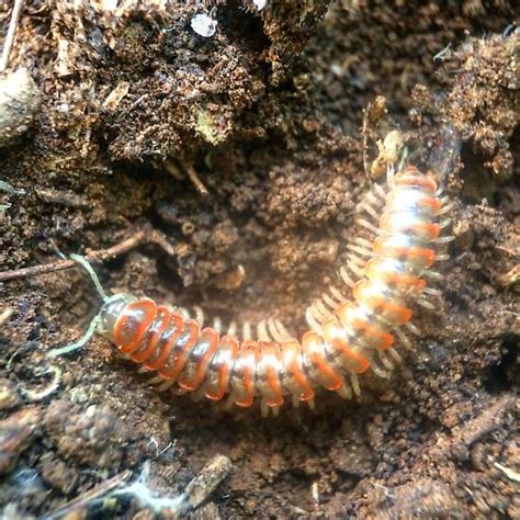 Orange And Brown Millipede Eurymerodesmus Bugguidenet