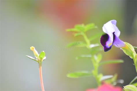 Blue and Violet Colour Flower Closeup Photography in Home Garden Stock ...