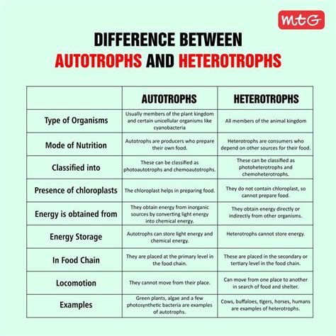 Autotrophs And Heterotrophs Difference Preparation Photosynthesis