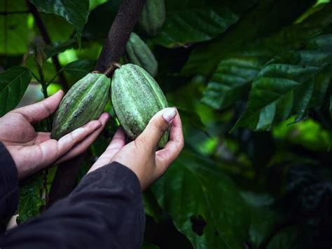 Cocoa Plantation Stock Photos, Images and Backgrounds for Free Download