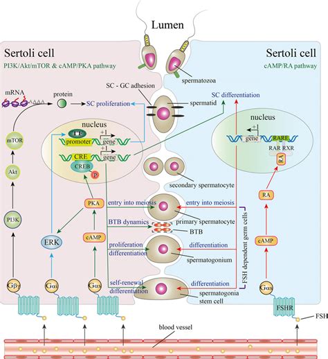 Fsh Signaling Pathway In Scs After Fsh Binds To Fshr On The Membrane Download Scientific