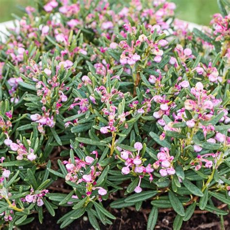 Andromeda Polifolia Compacta Garden Plants Free Uk Delivery