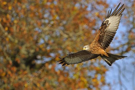 red kite  flight stock image  science photo library