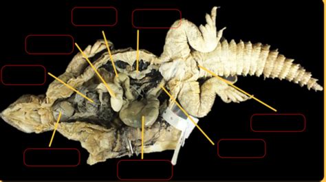 Ahs Reptile Anatomy Questions Flashcards Quizlet