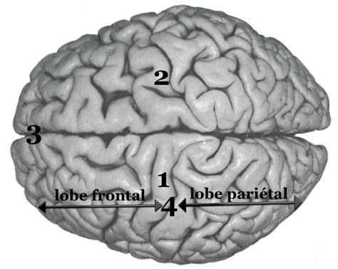 Cerveau Anatomie Et Divisons Neuromedia