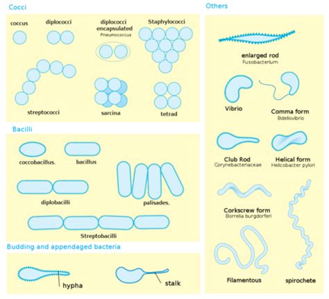 Intro To Bacteriology I Flashcards Quizlet