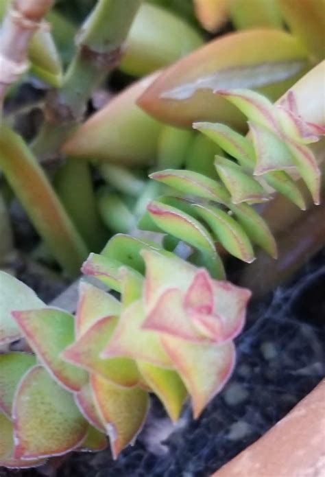 Crassula Succulent Care Guide – The Green Experiment Company