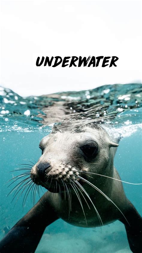 underwater | Ocean crafts, Ocean animals, Ocean photography