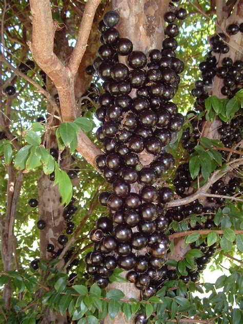 How To Grow Japoticaba Brazilian Grape Tree Info Guide Sunblest Products