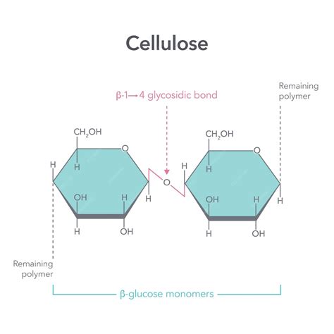 Celulose Função - Diagrama de ilustração vetorial da ciência da estrutura da celulose ...