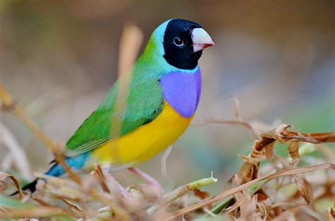 The fascinating science of Gouldian finch head colours - Aviculture Hub