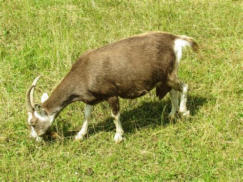 Free hungry goat Stock Photo - FreeImages.com