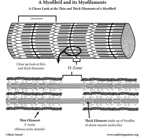 Muscle Myofilaments (Thick and Thin) (Advanced)