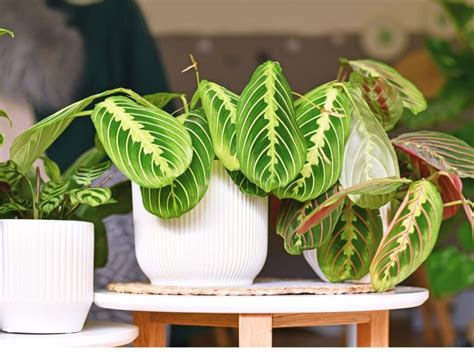 Prayer Plant Varieties A Comprehensive Guide To Care Propagation And