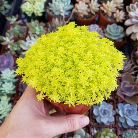 Sedum Golden Moss Sedum De Oro Etsy In 2021 Sedum Succulent Soil