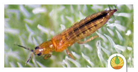 Manejo Integrado De Trips Frankliniella Occidentalis En Invernadero