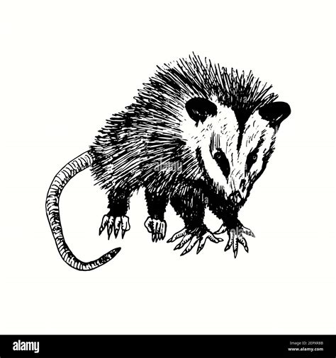 Hand Drawn Virginia Opossum Didelphis Virginiana Commonly Known As