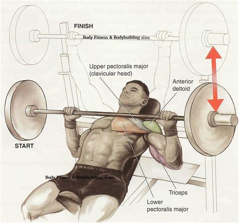 Bodybuilding Junction: Chest Workout Tips and Exercise