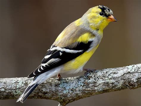 American Goldfinch Celebrate Urban Birds