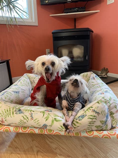 Chinese Crested True Hairless